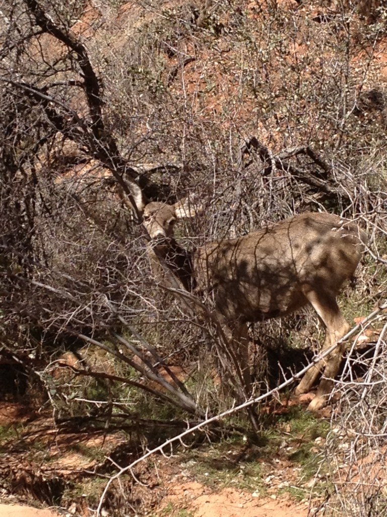 Zion National Park